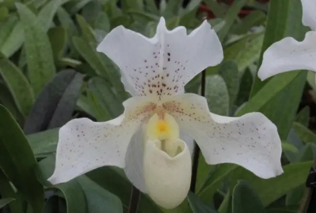 Veenuseking (Paphiopedilum) 'Rosy Dawn' 1v P11/35cm
