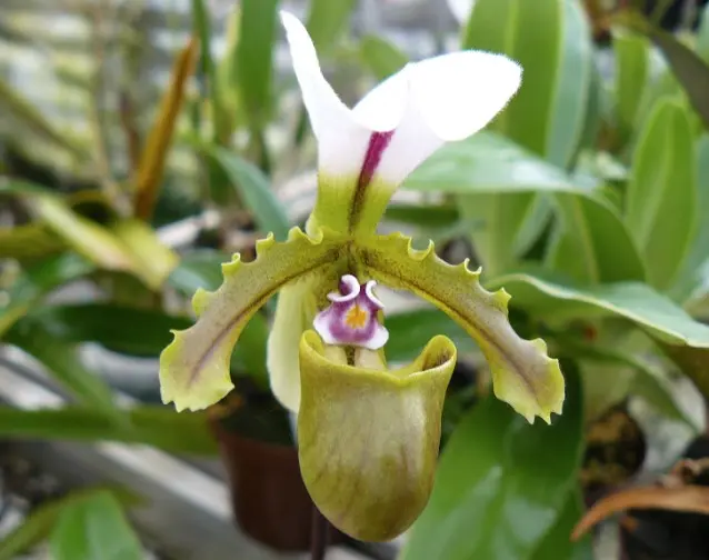 Veenuseking (Paphiopedilum) 'Spicerianum'