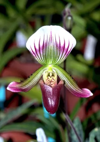 Veenuseking (Paphiopedilum) 'Thailandense' 1v