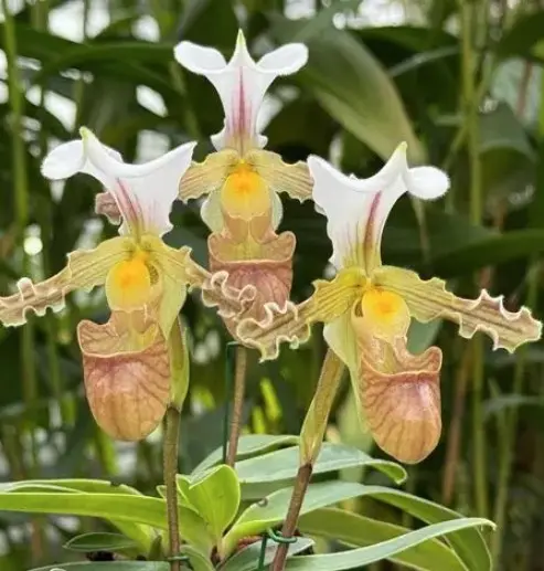 Veenuseking (Paphiopedilum) 'Tranlineanum' 1v