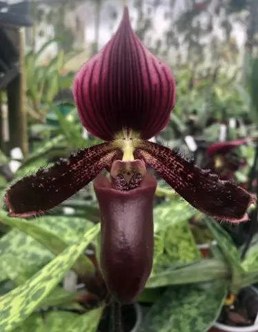 Veenuseking (Paphiopedilum) 'Vinicolor S.M.'  