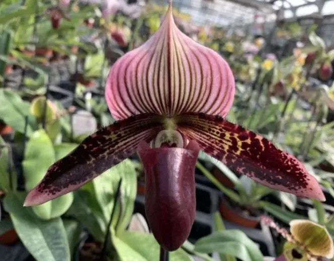 Veenuseking (Paphiopedilum) 'Vinicolor x sukhakulii' 1v P9/35cm