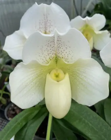 Veenuseking (Paphiopedilum) 'White' P12cm