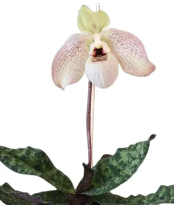 Veenuseking (Paphiopedilum) 'Wössner Concomal'