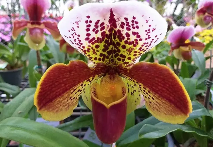 Veenuseking (Paphiopedilum) Gratrixianum 2-3v P9/40cm