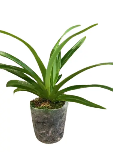 Veenuseking (Paphiopedilum) P9