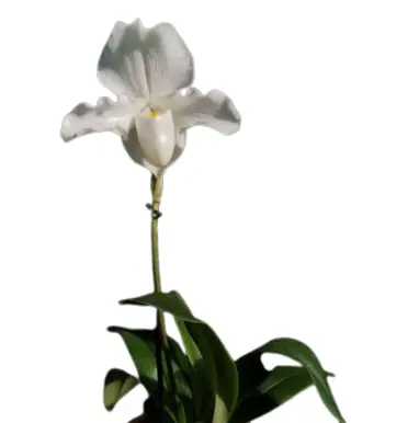 Veenuseking (Paphiopedilum) Phips 2v P11/35cm