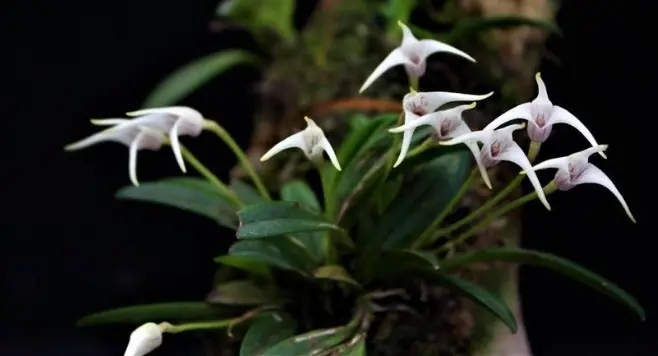 Väike pöialpaslik (Masdevallia minuta)