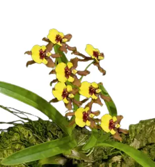 Värikäpp (Oncidium) 'Croesus'