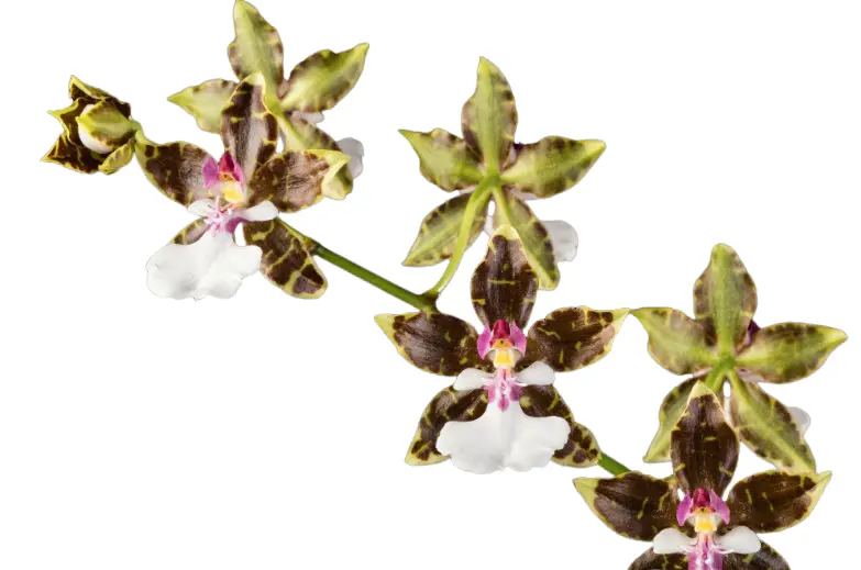 Värikäpp (Oncidium) 'Leucochilum'