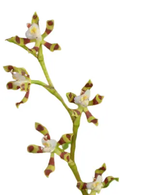 Värikäpp (Solenidiopsis tigroides)