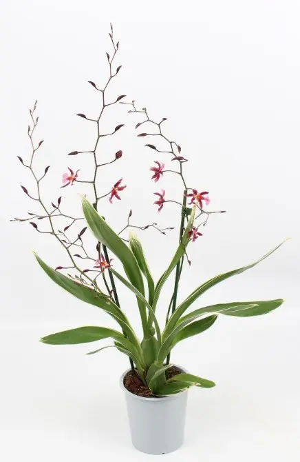 Värikäpp (ontsiidium) 'Mieke von Holm' 2v P12/55cm