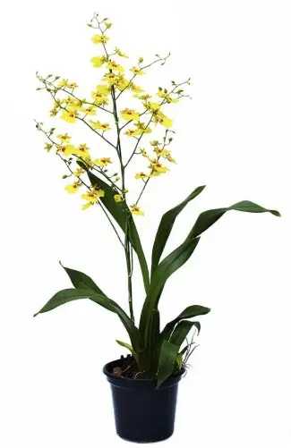Värikäpp (ontsiidium) 'Aloha'