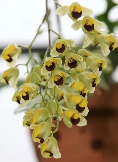 Võbekäpp (Baptistonia echinata)