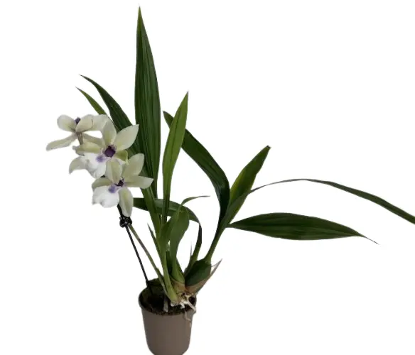 Zygonisia 'White Christmas'