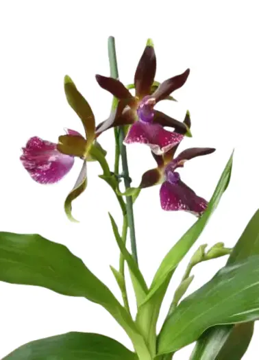 Zygopetalum 'Harlekin'