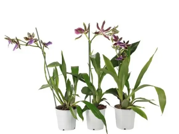 Zygopetalum 'Impasto Green'