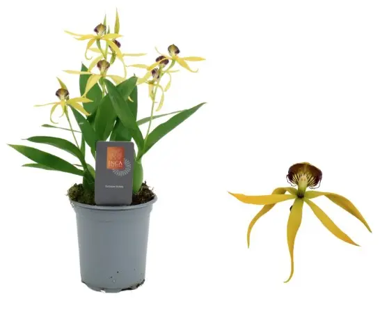 lisekäpp (Cochleata Encyclia) 'Tarantula Yellow'  1-3vP9/20cm