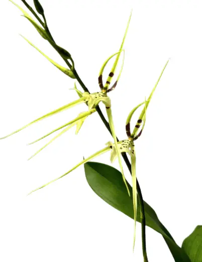Ämblikkäpp (Brassia giroudiana)