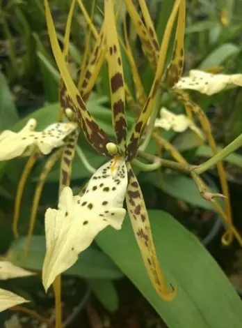 Ämblikkäpp (Brassia maculata)