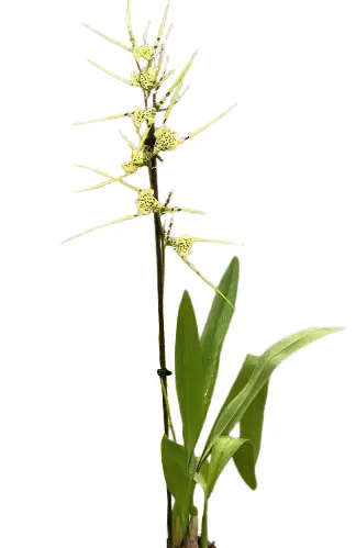 Ämblikkäpp (Brassia verrucos)
