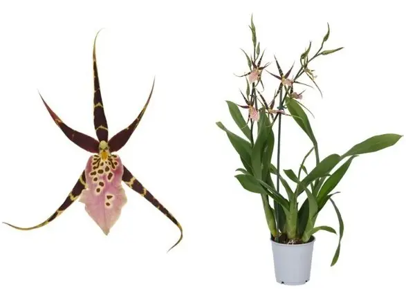 Ämblikkäpp (Brassia) 'Orange Delight' 3v P12/60cm