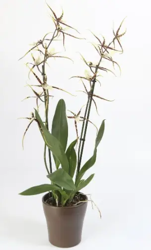 Ämblikkäpp (Brassia) 'Toscane' 2v P9