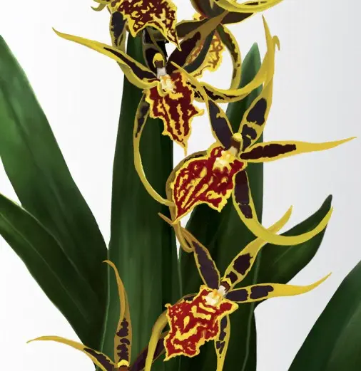 Ämblikkäpp (Brassidium) 'Mystic Maze'