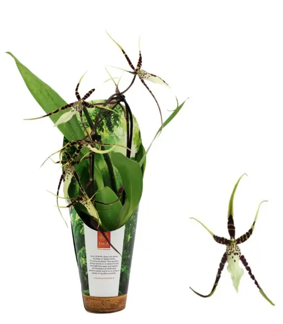 Ämblikkäpp (Brassia) 'Toscane Cascade' 1-3v P9/35cm