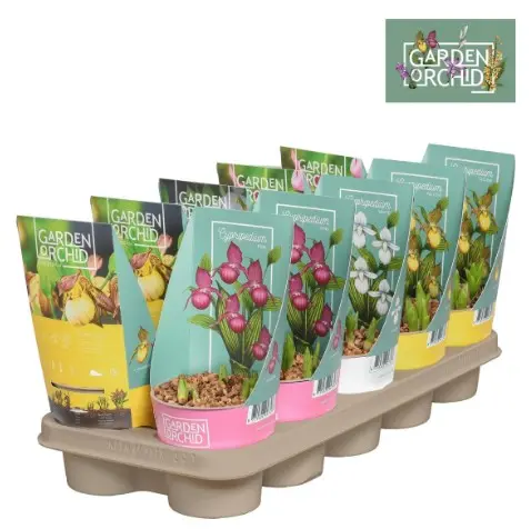 Õueorhidee 'Cypripedium Kentucky/Mix' P12cm