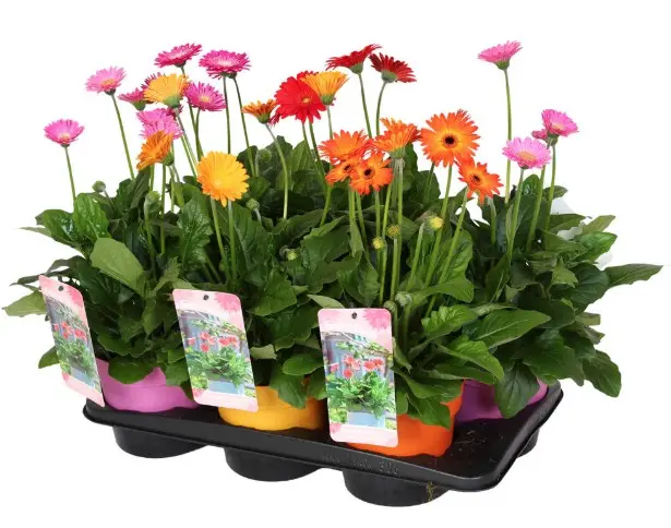 Potigerbera Garvinea valik P19/50cm