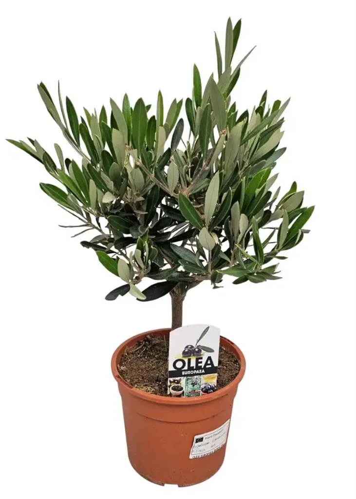 Õlipuu ehk oliivipuu P15/35cm