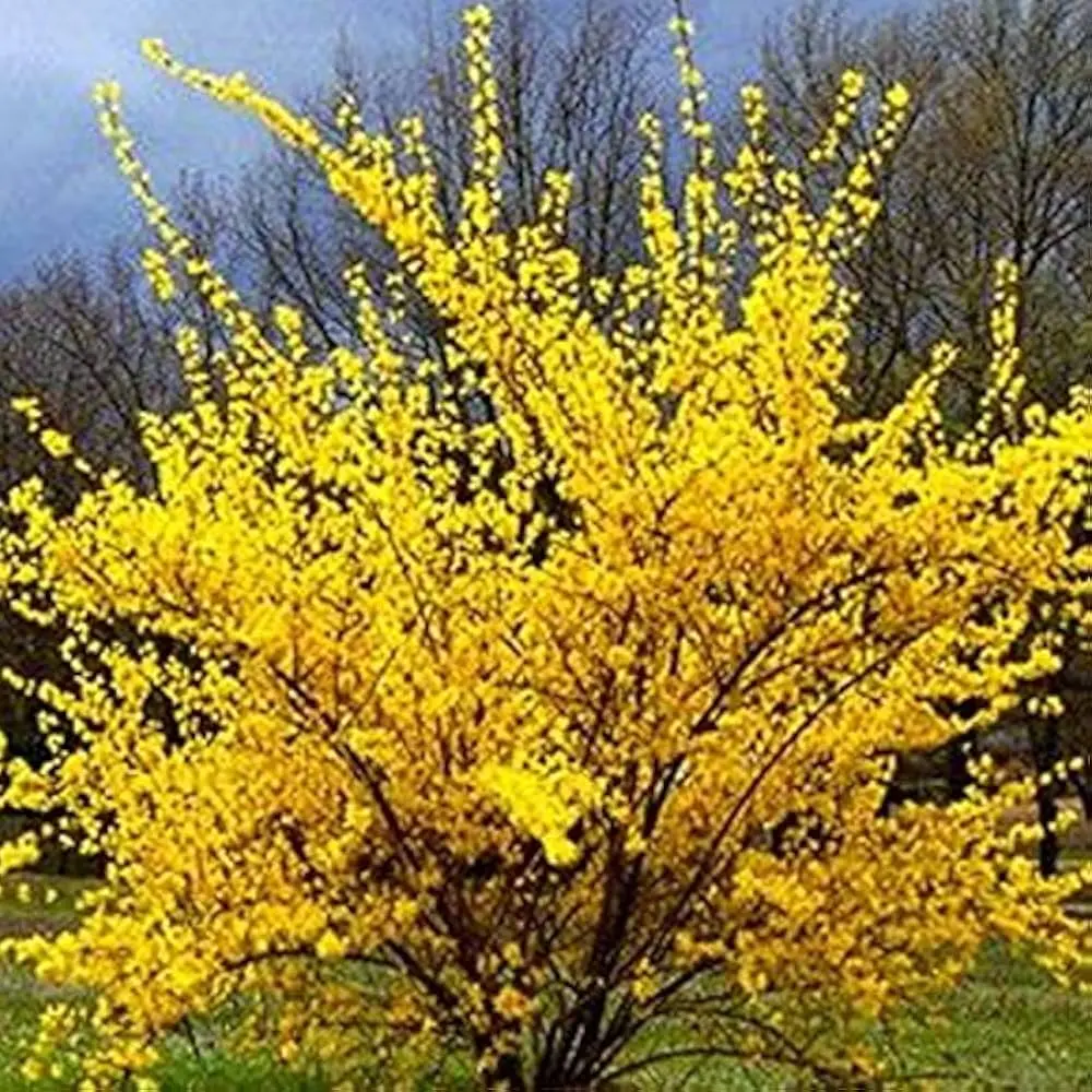Värdforsüütia 'Lynwood' C5/60-80cm