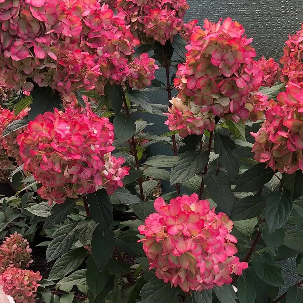 Aedhortensia 'Bloody Marie' C10/60-80cm 