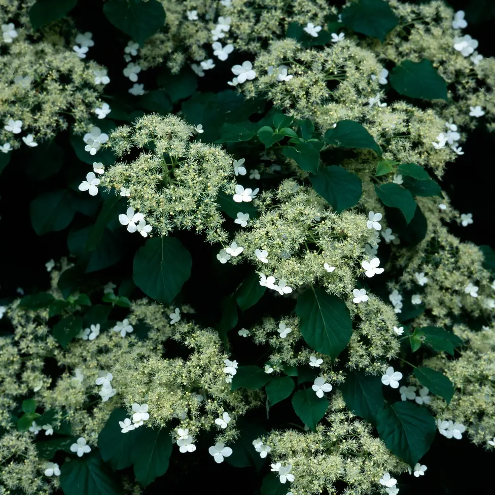 Roniv hortensia  C3/60-80cm