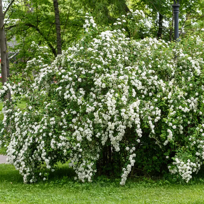 Nipponi enelas 'Snowmound' C5/60cm