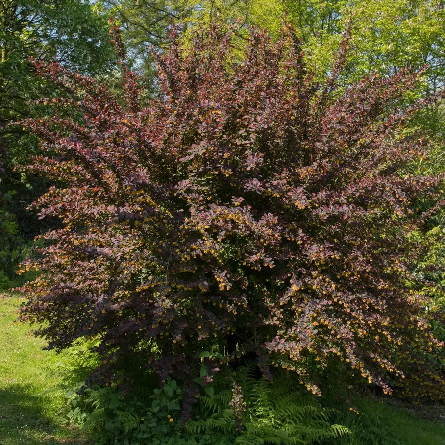 Ottava kukerpuu 'Superba' C3/40-50cm