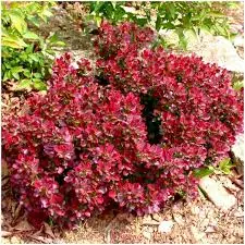 Thunbergi kukerpuu 'Atropurpurea Nana' C3/20-30cm