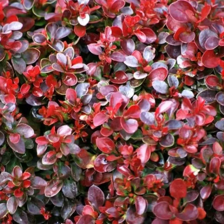 Thunbergi kukerpuu 'Bagatelle' C3/20-25cm