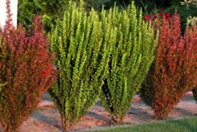 Thunbergi kukerpuu 'Erecta' C3/40-50cm