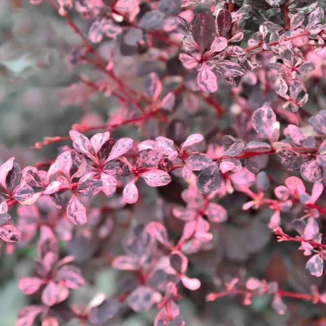 Thunbergi kukerpuu 'Harlequin' C3/30-40cm