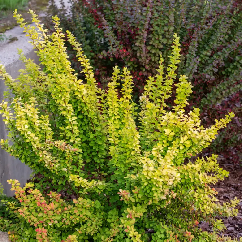 Thunbergi kukerpuu 'Maria'® C3/30-40cm