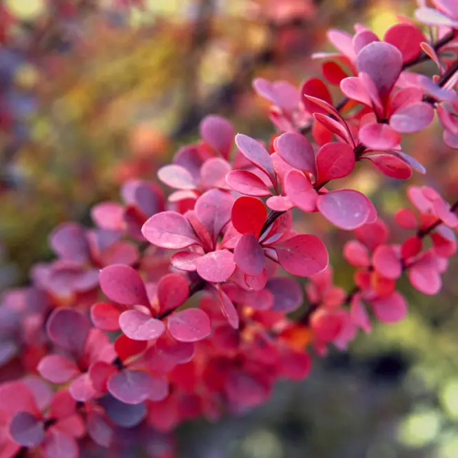 Thunbergi kukerpuu 'Red Tower'® C3/30-40cm