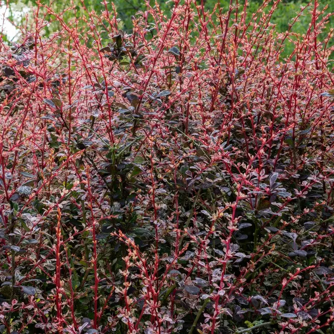 Thunbergi kukerpuu 'Rose Glow' C3/30-40cm