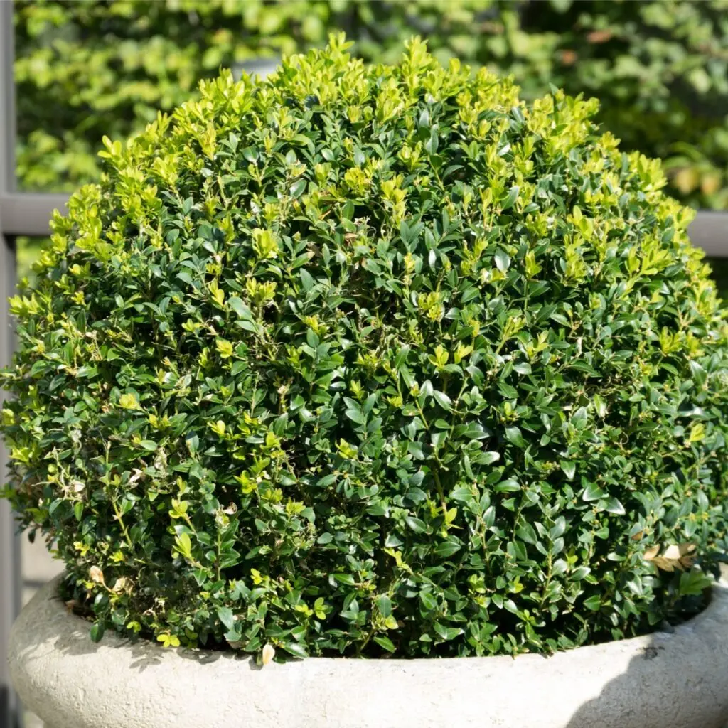 Harilik pukspuu 'Ball' C5/30+cm 