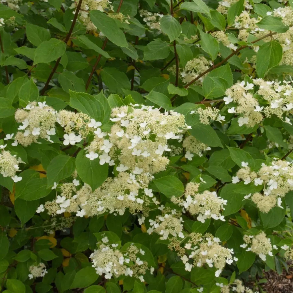 Aedhortensia 'Kyushu' 60cm tüvi/C7,5