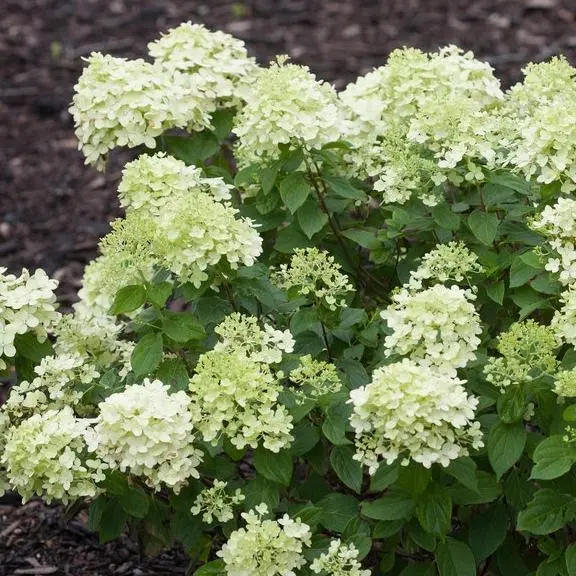 Aedhortensia 'Limelight' 60cm tüvi/C7,5