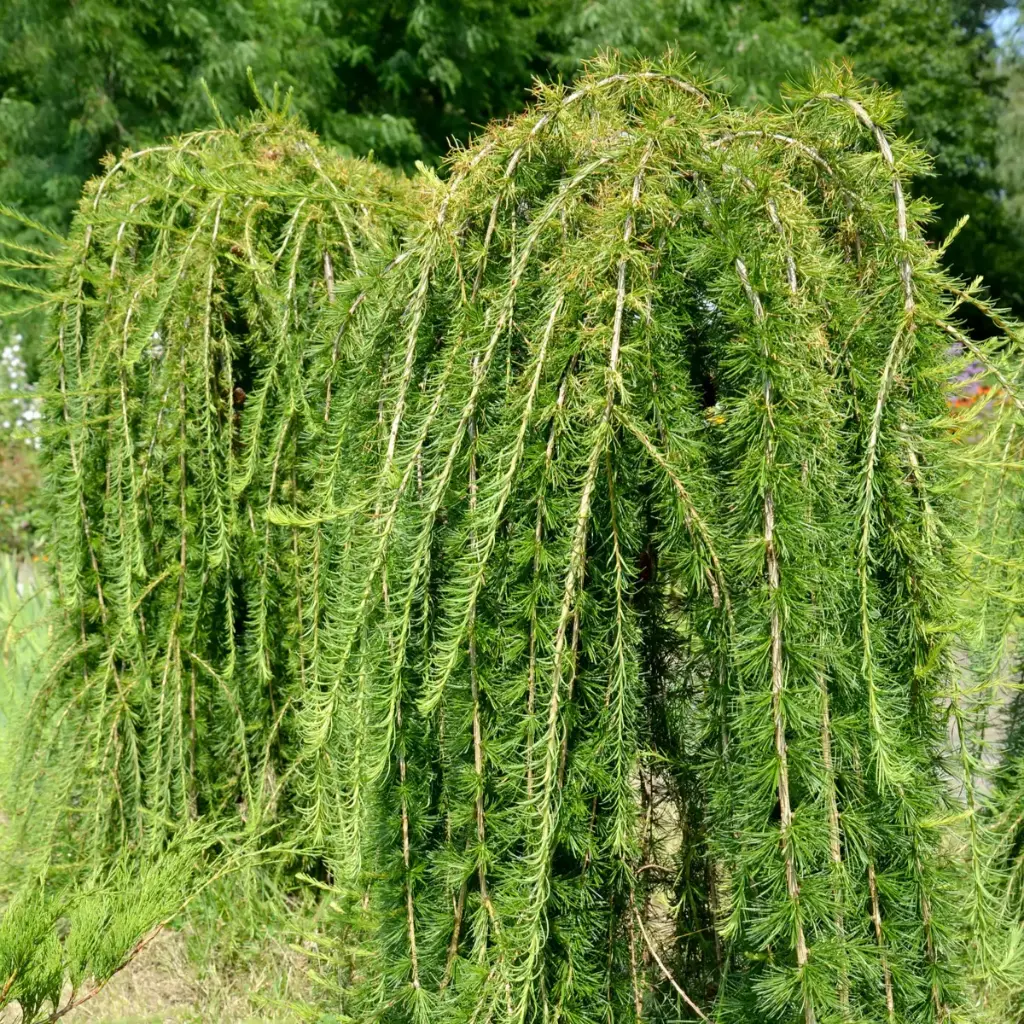 Euroopa lehis 'Puli' 120cm tüvi/C10