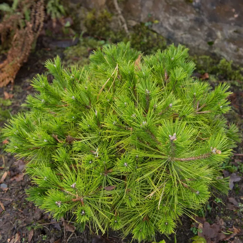 Kalmumänd 'Low Glow' C3/25-30cm