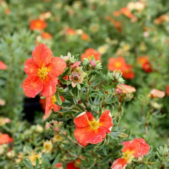 Harilik põõsasmaran 'Red Ace' C3/25-30cm